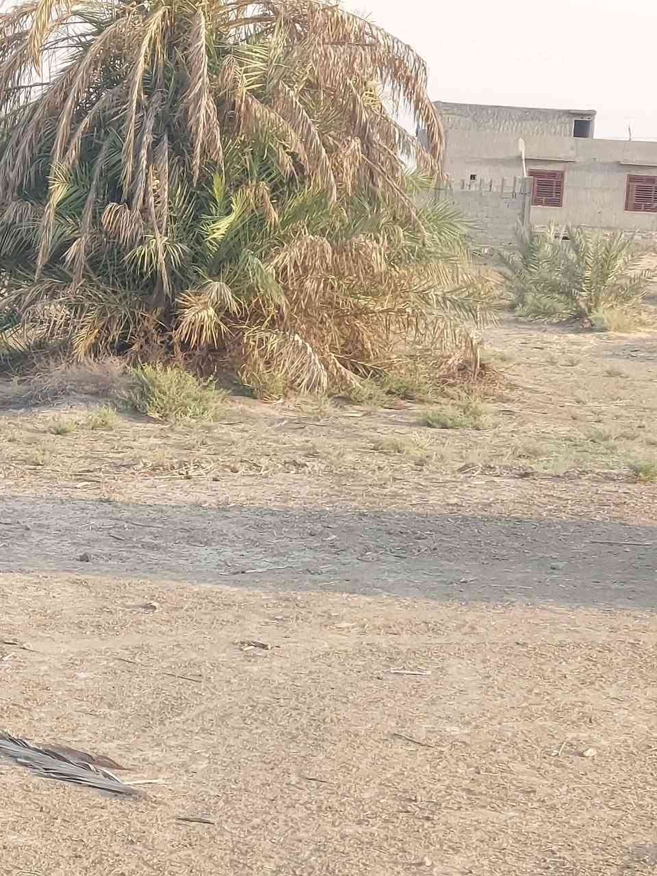 دونم ونص للبيع طابو زراعي سند٢٥
 يصلح للزراعه والسكن ماء سقي ماء اسأله كهرباء ظفيره قريب على شارع التبليط عنوان الحله ورديه سيف سعد شارع المشجر قرب معمل غاز الورديه 

*********** حلة, بابل
