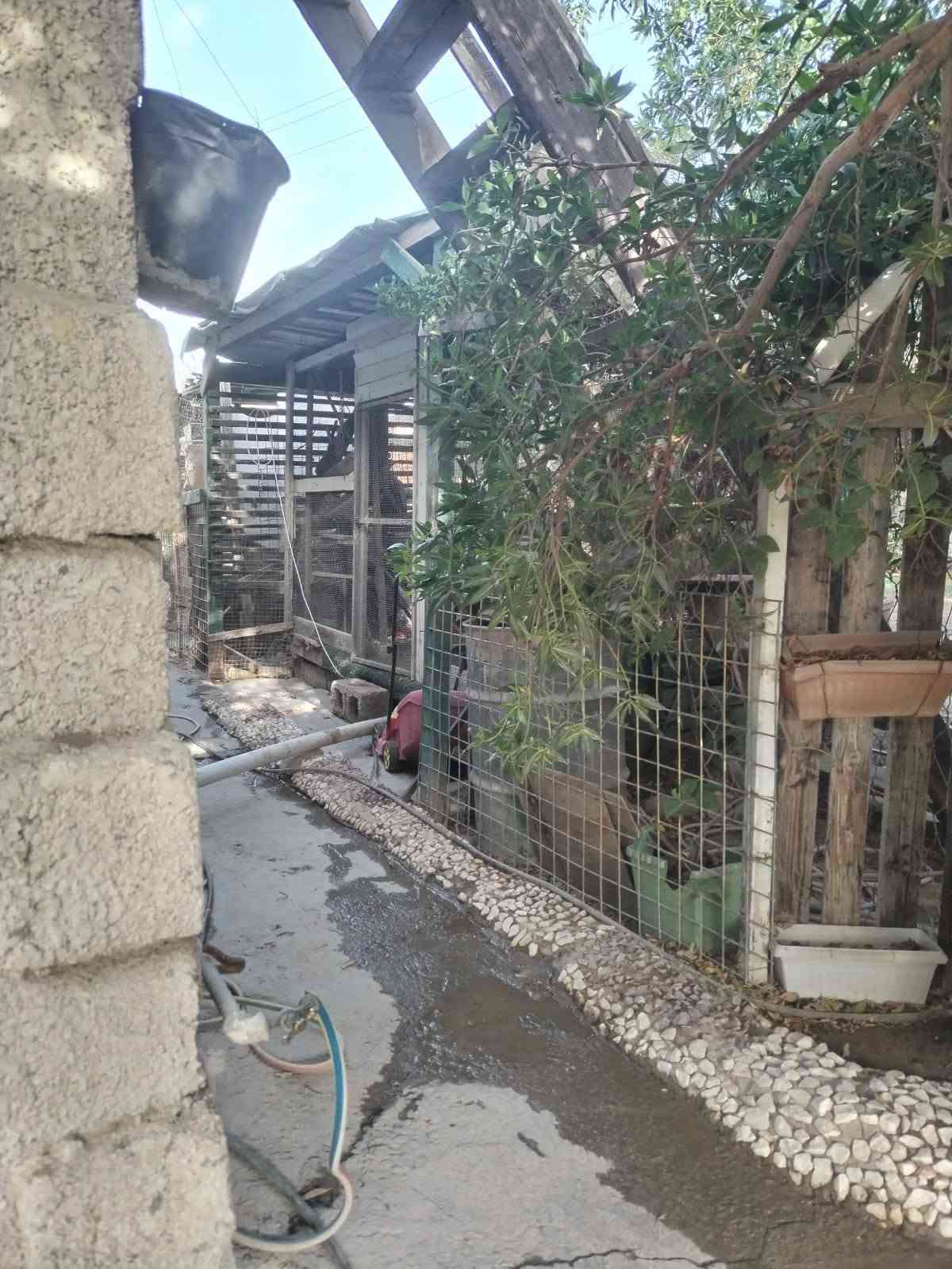 بيت ابو دشير • بالقسط • تشجير ٤٠٠م