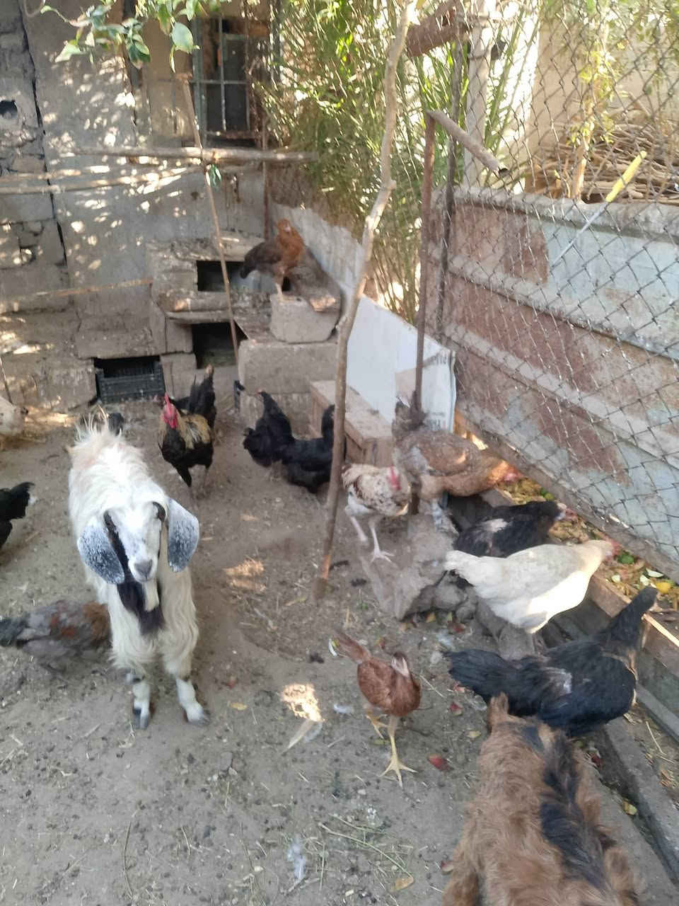 متاح دجاج عرب ١٠ دجاجات بيهم ٢ براهمه و٣ ديوكه شلع ١٦٠ قفل  ***********
