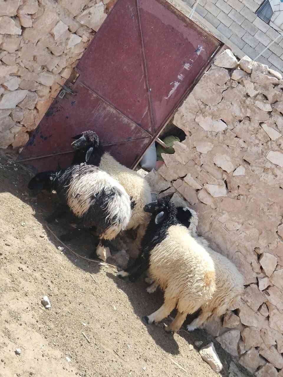 متاح ٤فطايم خشنه وسمن شرط نصاح حلوات من جنيه وين جنايه عل حلال نضيف حلوه درجه اوله فول مكفول سعر خاص مكان بروانه سنجك يوجد توصيل حسب لاتفاق ***********

