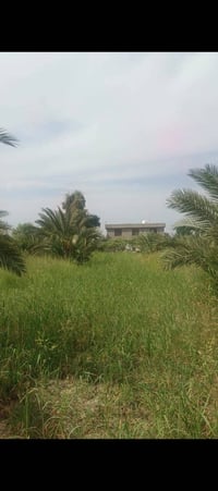 واسط العزيزيه • ٧دونم • طابو سند٢٥