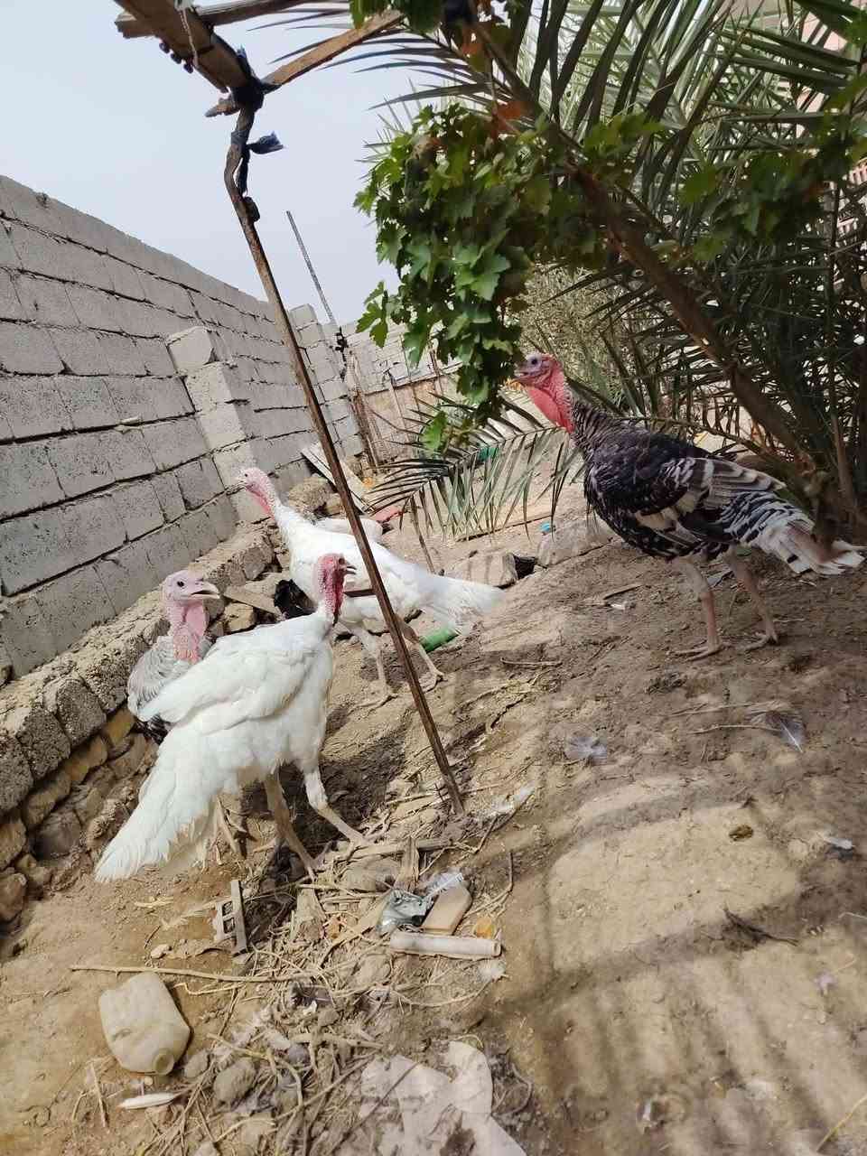 فسيفسات • فحله
