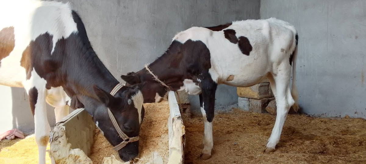 بسم الله ماشاءالله.
1ـ بقره سوداء ولاد جديد وراها حولي جنس دسامه وامان وبسعر مليونين و650
2ـ بجر صفراء خشنه وسمينه اعشار في الشهر 6  كفاله وبسعر مليون و950
3ـ بجر جنس فريزي خشنه وبسعر مليون و450
4ـ بجر جنس فريزي وبسعر مليون و275
اسديره وسطى قرية طق طق 
***********
‏‪***********‬‏
