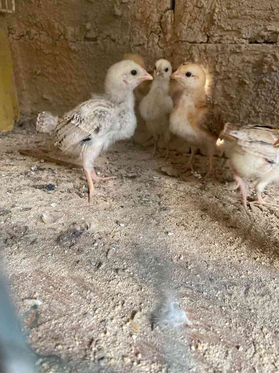 افراخ عرب • ٧ • قفل