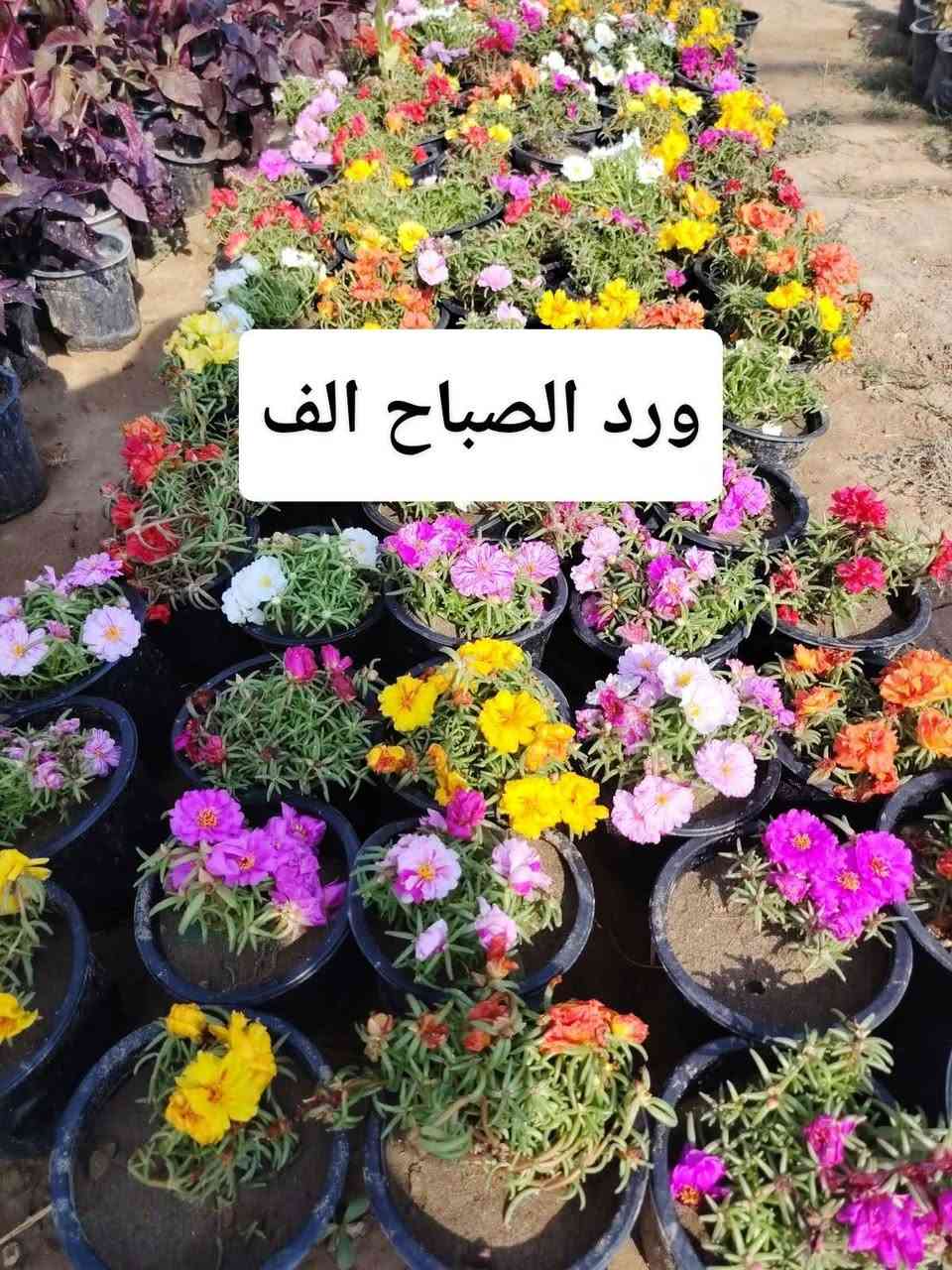 اللهم صلي على محمد وال محمد
🛑مشتل نعناعه الرفاعي الصوب الاول مجاور جسر المشاة بتجاه السايلو (ع شط)  مقابل مدرسة الرقيم الأهليه  ***********

نص مكتوب في الصور:
- دم العاشق الف
- ورد الصباح الف
- لبلاب احمر الف
- ياس تركي الف
- ورد المساء الف
- کاربس ارتفاع مترر
- بالف
- عبن البزون الف
- ورد الزينيا الف
- نبات السجاد الف