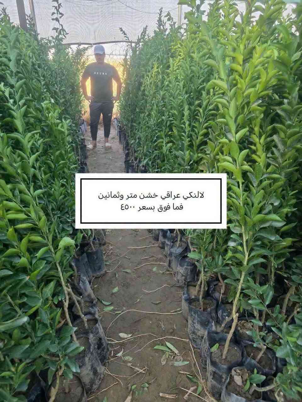 مشتل الرضوانية • بيع جملة • شتول ونباتات
