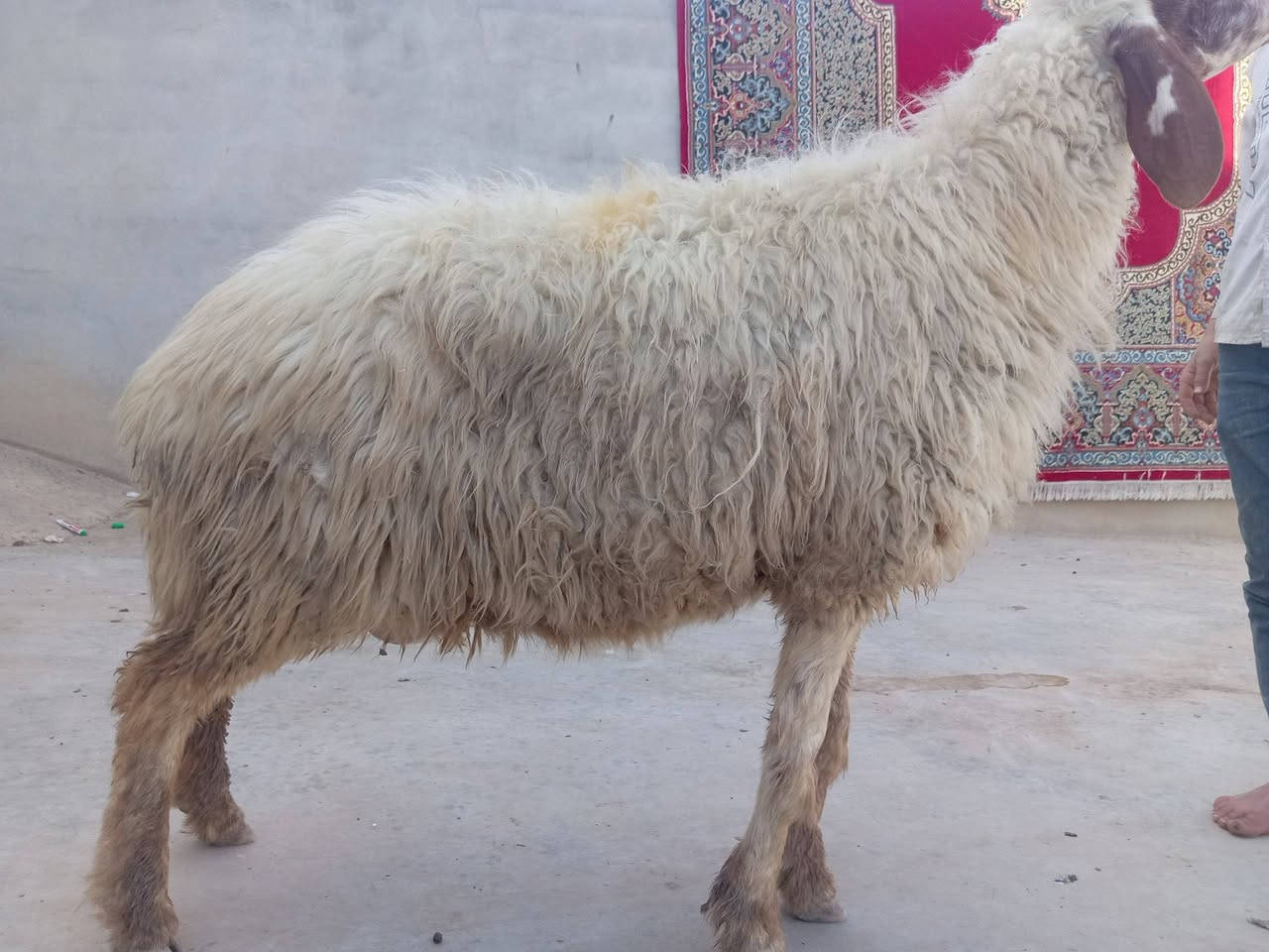 نعجه • سنه نضيف • موصل الأيمن
