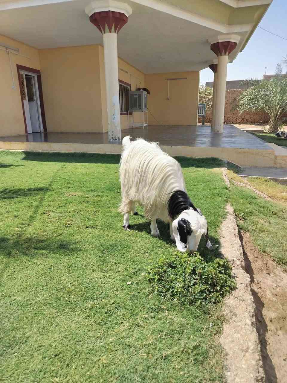 مشاءالله صخله حلواه مالت جنيه شرط النصاح على كل عيب السعر 250 العنوان القائم كرابله. تواصل ع الرقم ***********
