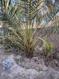 نخل برحي • ٤ سنوات • ضمان سنة