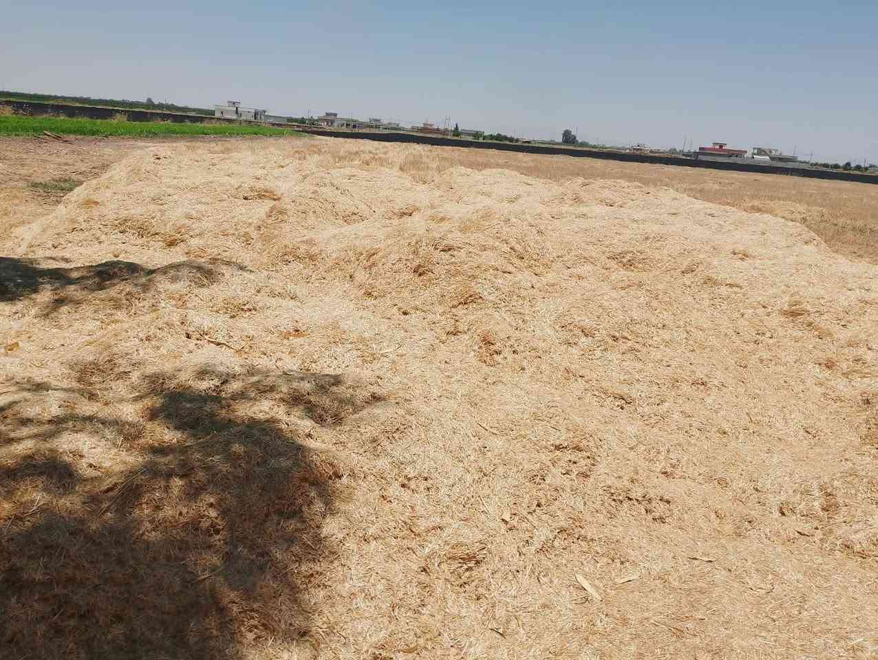 السلام عليكم.
يوجد تبن درجه اولى مال سنه شرط النضافه
تعبا درجة اولى گواتي ابو 60 شرط مع التوصيل والتفريغ مجاني. بأسعار مناسبه جدآ. للتواصل ***********
موجود واتساب
