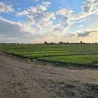 ٣٥ دونم • الفلوجه • طابو زراعي