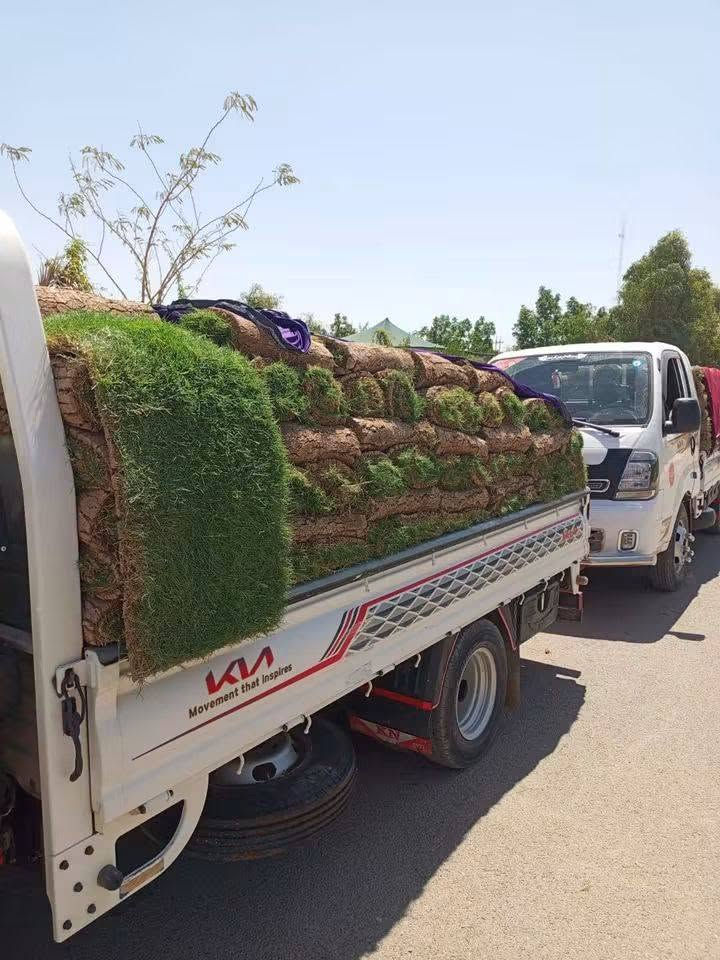 ثيل هندي للبيع درجه اولى وباسعار مناسبة واصلك البيت الحجز ***********
