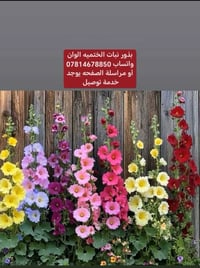 بذور ختمية • ٤ ألوان • توصيل السماوه