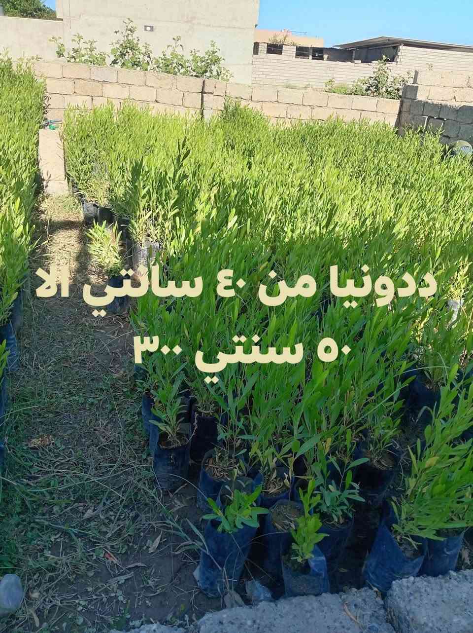*********** *********** تواصل

نص مكتوب في الصور:
- ددونيا من 25 سانتي الى 40 سنتي
- سعر ربع
- ددونيا من ٤٠ سانتي ال ٥٠ سنتي ٣٠٠
- ددونيا من ٥٠ سنتي الا متر ٣٥٠ دينار
