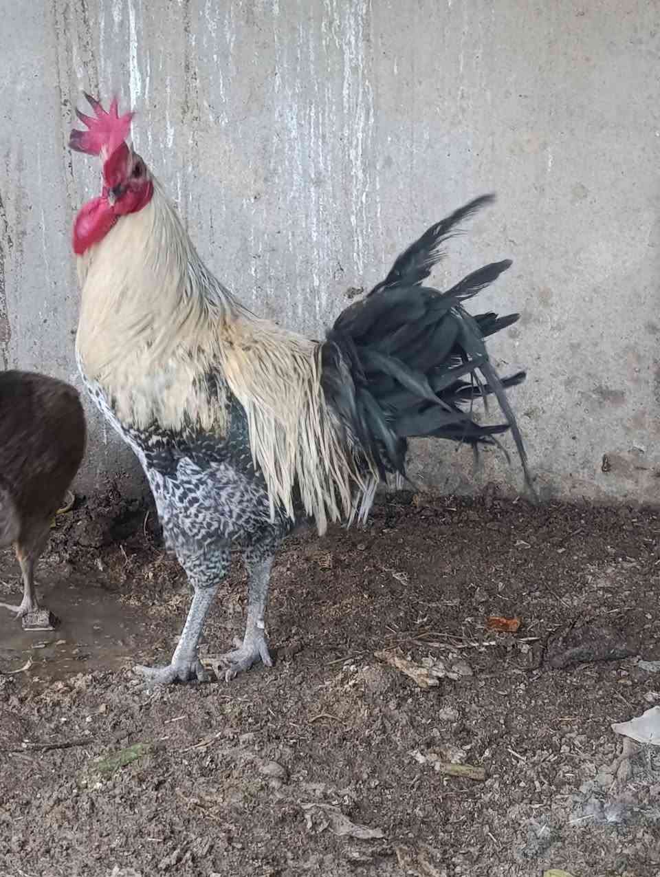 ديج فيومي • فضي • أصلي
