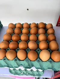 بيض طازج • توصيل • طشاش