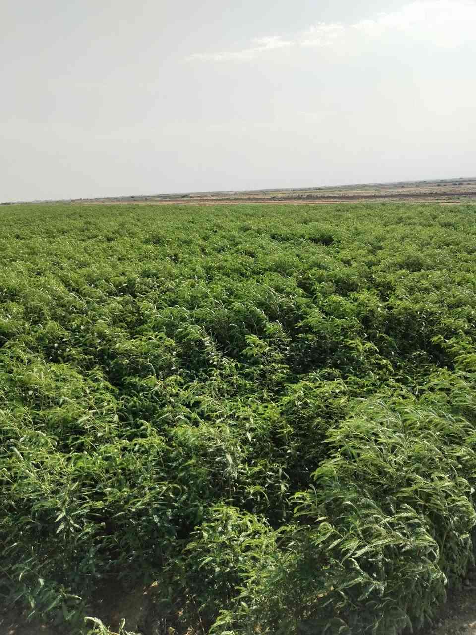 سيسبان فول 40دونم قريت  الميمون الستفسار عل رقم ***********
