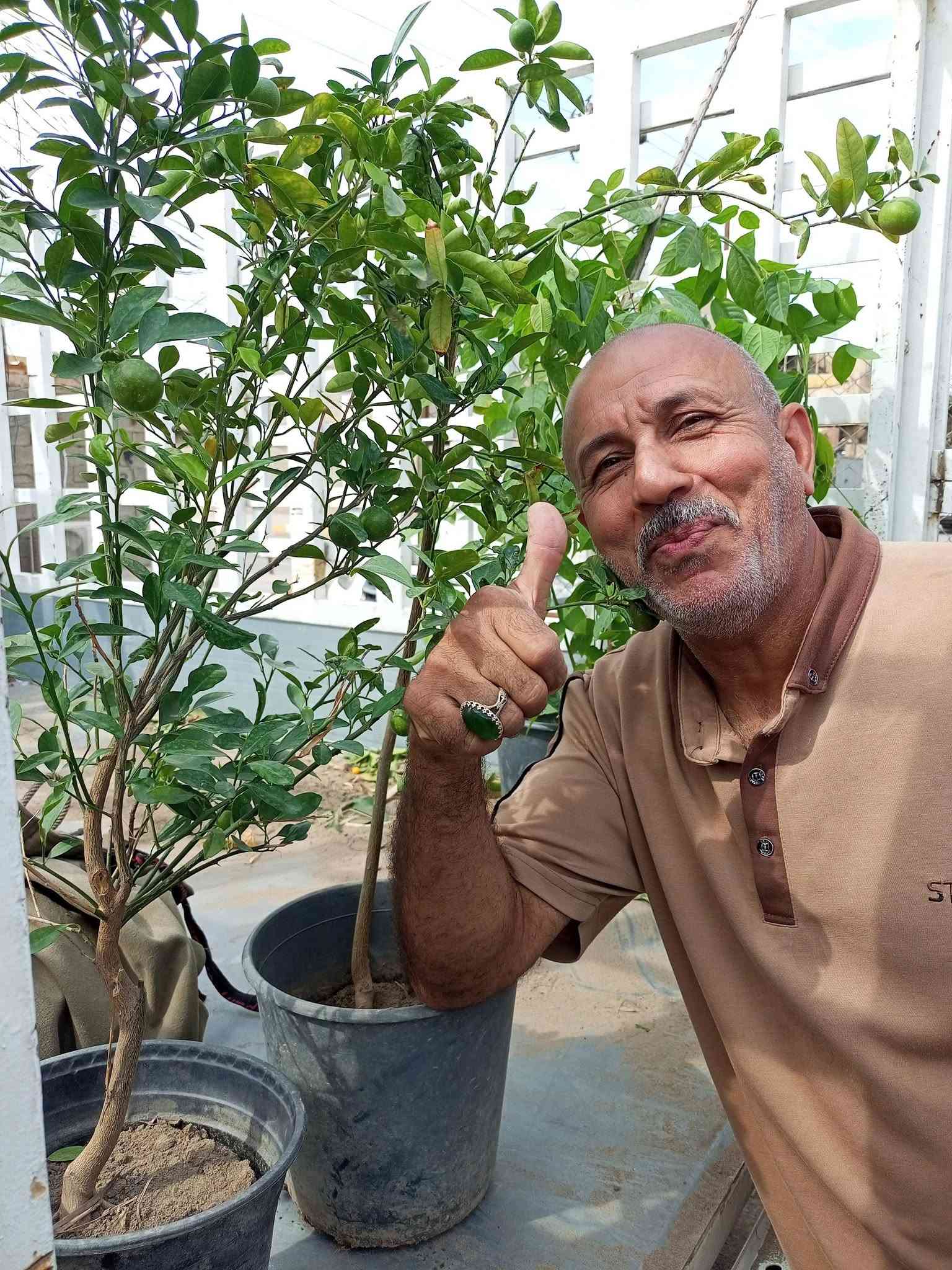 مشتل • حمضيات مثمرة • الدجيل الجمعيه