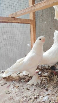 طير • نسل • نجف كوفه