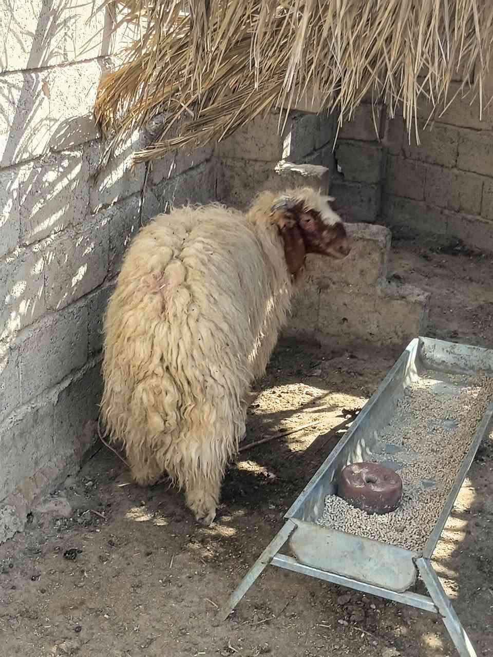 طلي • مفول للحم • رقم واحد