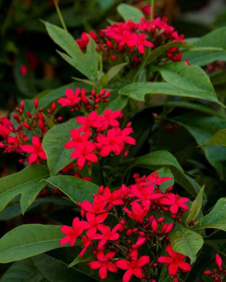 🌿 متوفر من جديد نبات الجذورفيا 🌿🌺

من نباتات الزينة الجميلة والمميزة، بأزهاره الرائعة وشكله الأنيق الذي يضيف لمسة من الجمال والحيوية للحدائق والمساحات الخارجية. ✨🌸

🏡 مناسب لتنسيق الحدائق والمداخل
🌿 شكل جميل ولمسة ديكورية مميزة
🌺 متوفر الآن في مشتل النورين 

⚠️ الكمية محدودة
📢 سارع بالحجز قبل نفاد الكمية

📍#العنوان_واسط_صويره_شارع_الغطاس_خلف_المجمع_السوري_القديم 
📞 واتساب / اتصال: ***********
توصيل متوفر داخل صويره فقط 📍🚕🚗
🌳#مشتل_النورين 
جودة نزرعها… وثقة نجنيها
