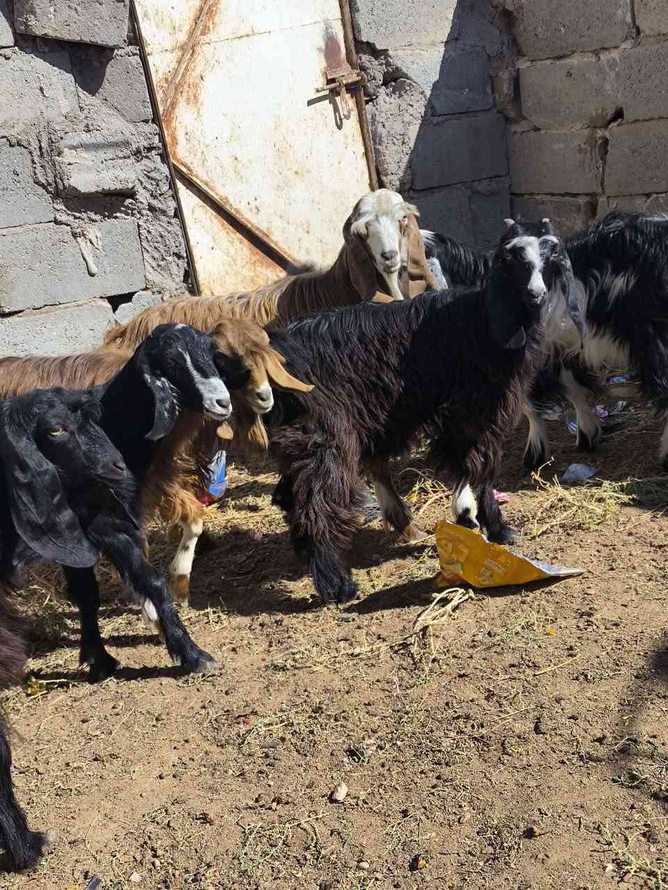 جدايه • عدد ٧ • حديثه شيخ حديد
