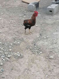 ديوكه • دواجن