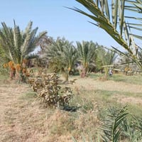 ٨ دونم ونص • ٢٥٠ نخلة • مشتمل ١٠٠م