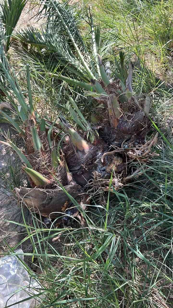 فسائل البرحي • جديدة • مندلي