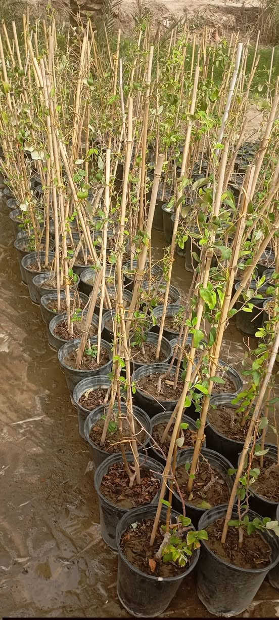،،مشتل الساقي
🎄   /عنوان التميز والابداع /🎄
                              🌳  /بأسعار تنافسية/،🌳
   ..  .... متوفر سدر مطعم تفاحي بصراوي🌲🌲🌲🌲🌲
......... متوفر    سدر مطعم باكستاني 🌲🌲🌲🌲🌲🌲
......... متوفر   سدر مطعم تفاحي. راسي 🌲🌲🌲🌲🌲
سندانه حجم 32🪹🪹
     
ملاحظه ( جميع صور موجود  راسلني  مازنجر   مفتوح) 🪵
متوفر كميات شكد متريد   

                  
             
  العنوان /بابل /........... +++🪸
📞*********** 📞  او ماسنجر
