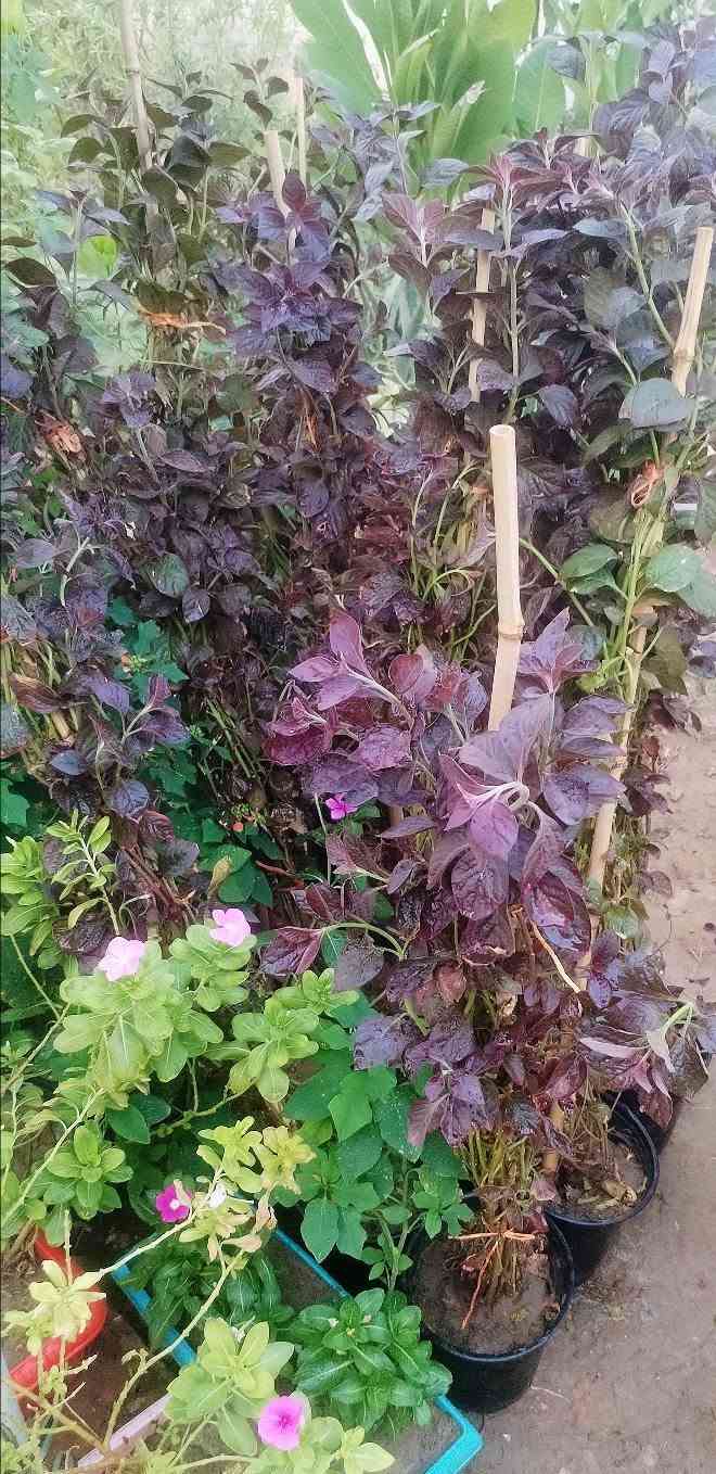 مساء الورد علة كل محبي الورد🌺🌺 
حبايب ليوم جبتلكم نباتات خارجية تستاهل حدايقكم،💮🌹💐 
شوفولي انواعها والوانها بالصور💮🌹💐🌺 
 واكو فديو باخر الصور يوضح الأنواع أكثر🍓🥀🍃 
وطبعا وياهم وجبة ناز ناز الوان حجم كبير ابو الألفين باجر الصبح انزللكم صورهم من يفتح🌷🌷💐💐 
راح انزل الصور وية الأسعار أسفل كل صورة🎈🎈 
اللي يحب يحجز يراسلنا خاص او واتساب على الرقم *********** ويدلل🏵️🌺🥀🌷 
عنواننا خانقين بختياري الثانيا نهاية شارع العصائب واسواق صالح حمود وعدنا توصيل داخل خانقين وجلولاء والسعدية راسلونا وتدللون 🚕🚕🚕

