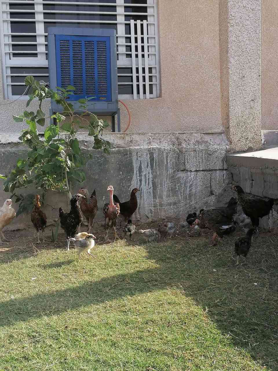 فراريج عرب • ٥ أشهر • العدد ١٢