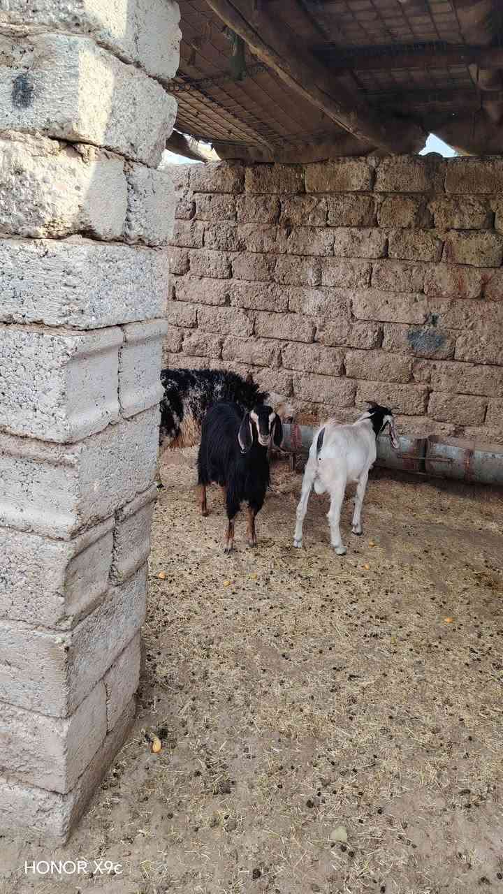 هونر X9c • جوال • جديدة