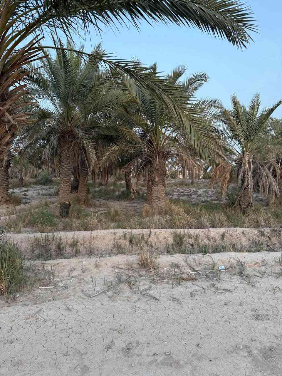٦ دونم • طابو سند ٢٥ • سماوه السوير