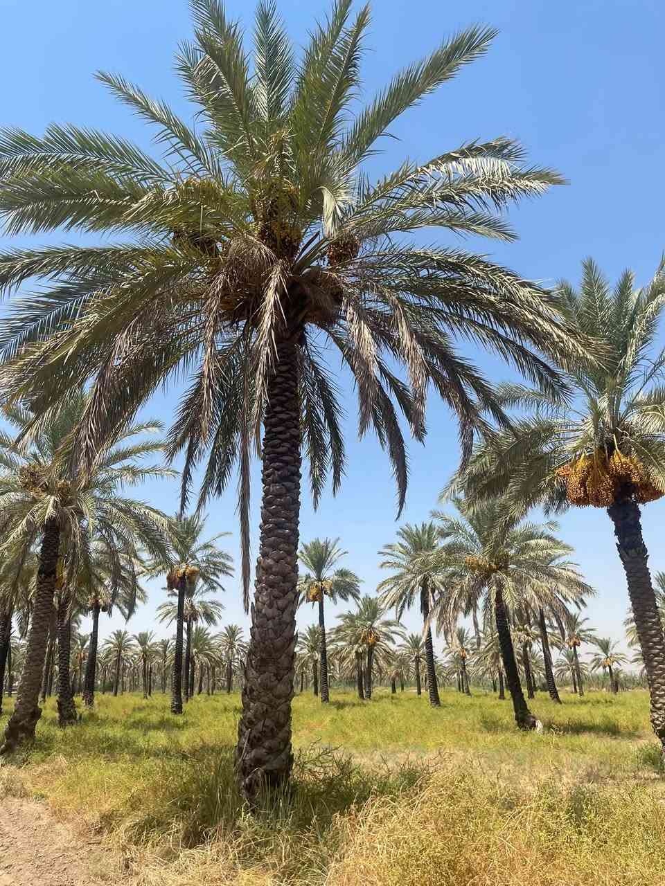 الصويرة الديوانية الجنوبية • ١٠ دونم • سند ٢٥
