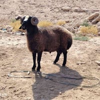 فحل اسود • ٤ سنين • الانبار حديثه