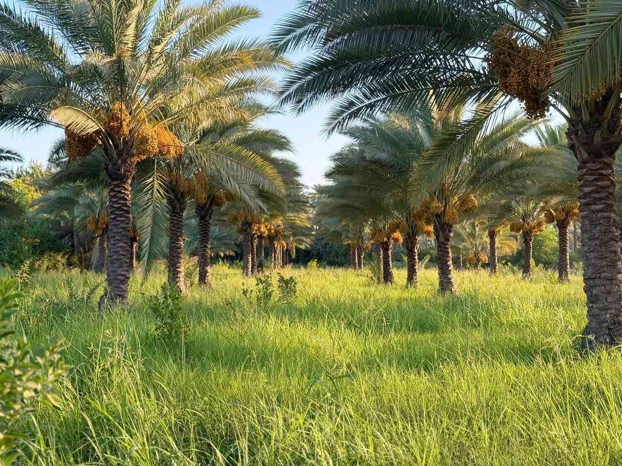فرصة استثمارية ذهبية: بستان نخيل فاخر للبيع
ابحث عن ملاذ هادئ ومنتج؟ لا تفوت فرصة امتلاك بستان نخيل استثنائي يتميز بجمال طبيعي وإنتاجية عالية.
الموقع: في قلب ريف قضاء الصويرة 
المساحة: ٢٥. دونم 
أهم المميزات:
• نخيل مثمر ومتنوع: يضم البستان تشكيلة متنوعة من أجود أصناف النخيل التي تنتج تمورًا فاخرة ولذيذة (أكثر من [١٣٠ نخلة).
• إنتاجية عالية: يتميز البستان بقدرة إنتاجية سنوية ممتازة من التمور عالية الجودة، مما يجعله استثمارًا مربحًا.
• ري منتظم: مجهز بنظام ري فعال يضمن توفر المياه بشكل مستمر ومتوازن لجميع الأشجار.
• موقع متميز: يقع البستان في منطقة زراعية هادئة وجميلة، مما يوفر بيئة مثالية للاستجمام والاستثمار.
•
للمزيد من المعلومات والتفاصيل، يرجى الاتصال بنا على:
• رقم الهاتف: [***********]
• : [***********]
لا تفوت هذه الفرصة النادرة! احصل على بستانك المثالي اليوم.

