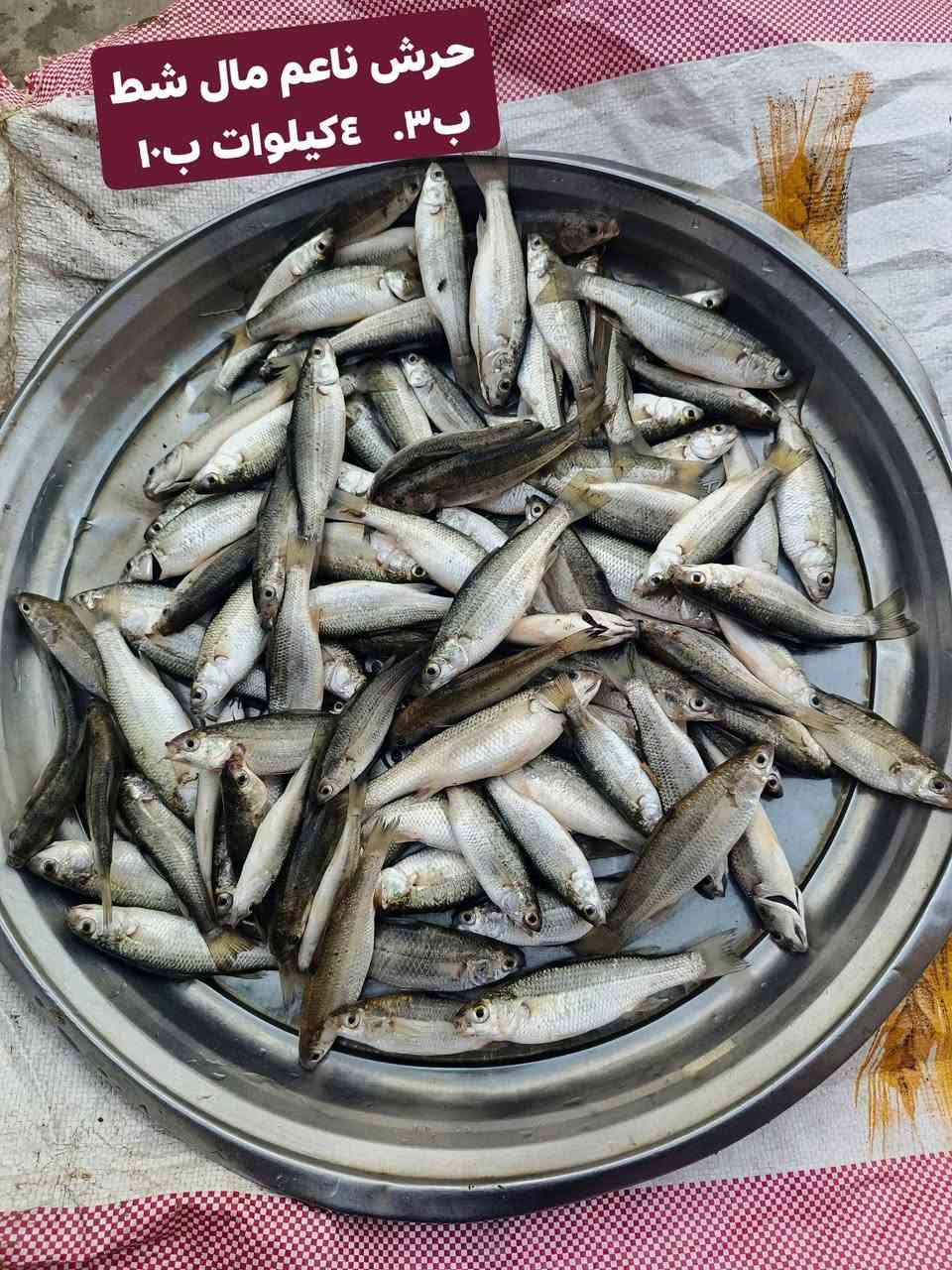 سمك • تنظيف مجاني • توصيل السماوه