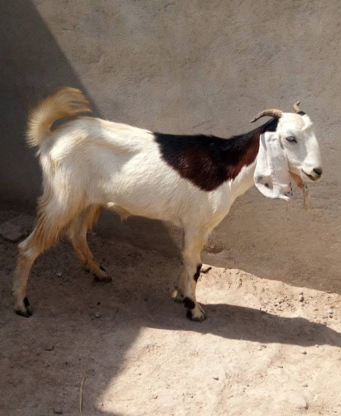 جفره • حلوه • الشطره
