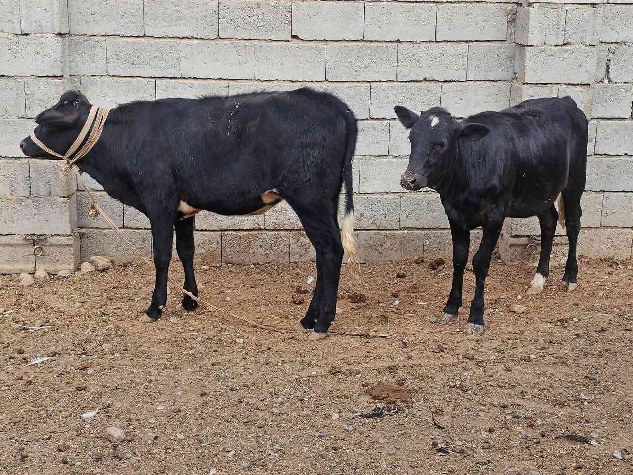 السلام عليكم يوجد حلال للبيع مال ربط وجنيه جنس درجه اولى
سعر الجوز مليونين و ٥٥٠ وبيهن مجال للشراي تريد وحده هم يرهم تريد جوز بكيفك 
السلام عليكم يوجد حلال اباجير جنس درجه اولى يرهمن ربط ويرهمن جنيه خشنات نضاف نخبه عريضة فول ما شاء الله تبارك الرحمن فول الفول وبس الشراي يتصل ويتدلل كل وحده وسعرها 
المكان ناحية الزاب للأستفسار أكثر أتصل عل رقم وتدلل 
***********
