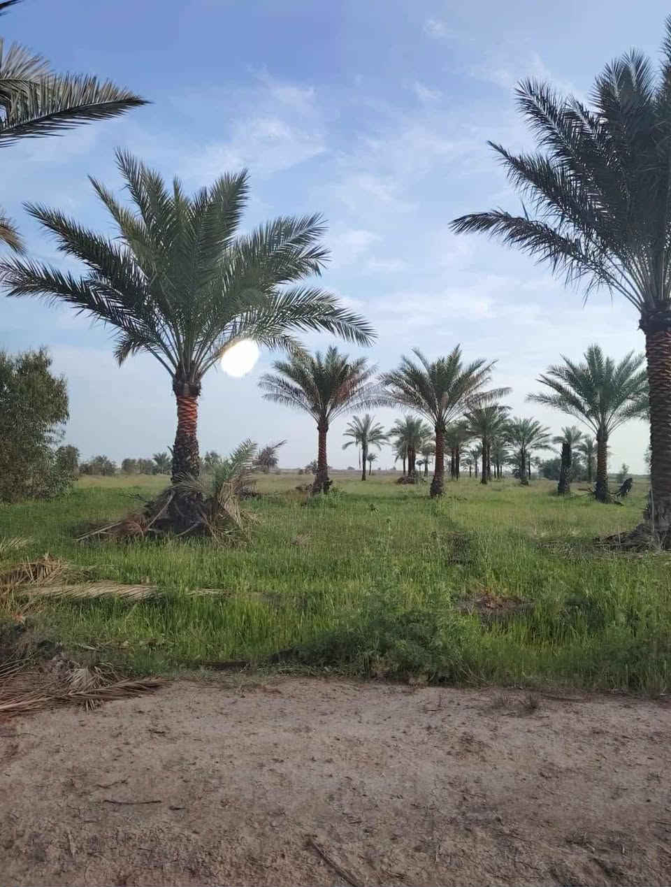 اخويه العزيز جايبلك عرض ابد ميضيع ✅
جايبلك 5 دوانم سعرهن كلهن ب 35 فرصه ذهبيه
يعني ال 5 دوانم شلعه ب 35 مليون فقط تواصل 
*********** متوفر واتساب بلأرقمام التاليه
 طابو سند 25 اصولي على شارع 10 مترات وواجهيه
الدونم الواحد 50×50 مربع منطقة امينه وسكينه
وزراعيه العنوان تاجي مقابيل مدينه سبع البور 
منطقة الشيخ عامر بلعيساويه خلف السور كامله
خدمات تفتر المنطقة كلهه وما تلگه بهيج سعر
والارض طابو سند 25 فتح بيان بأسم المشتري
 تواصل واتساب متوفر بلرقم *********** ✅
