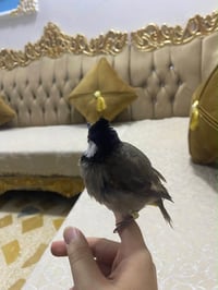 بلبل • تمر طفره • مروض