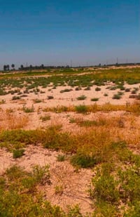 دوانم البيع مكان بغداد جسر الفرنسي منطقة ام العبيد طابو زراعي سند 25  ...
