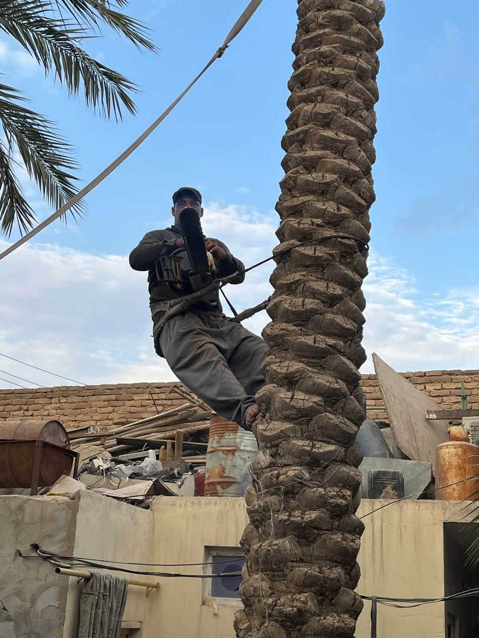 تقليم نخيل • تقليم أشجار • كربلاء