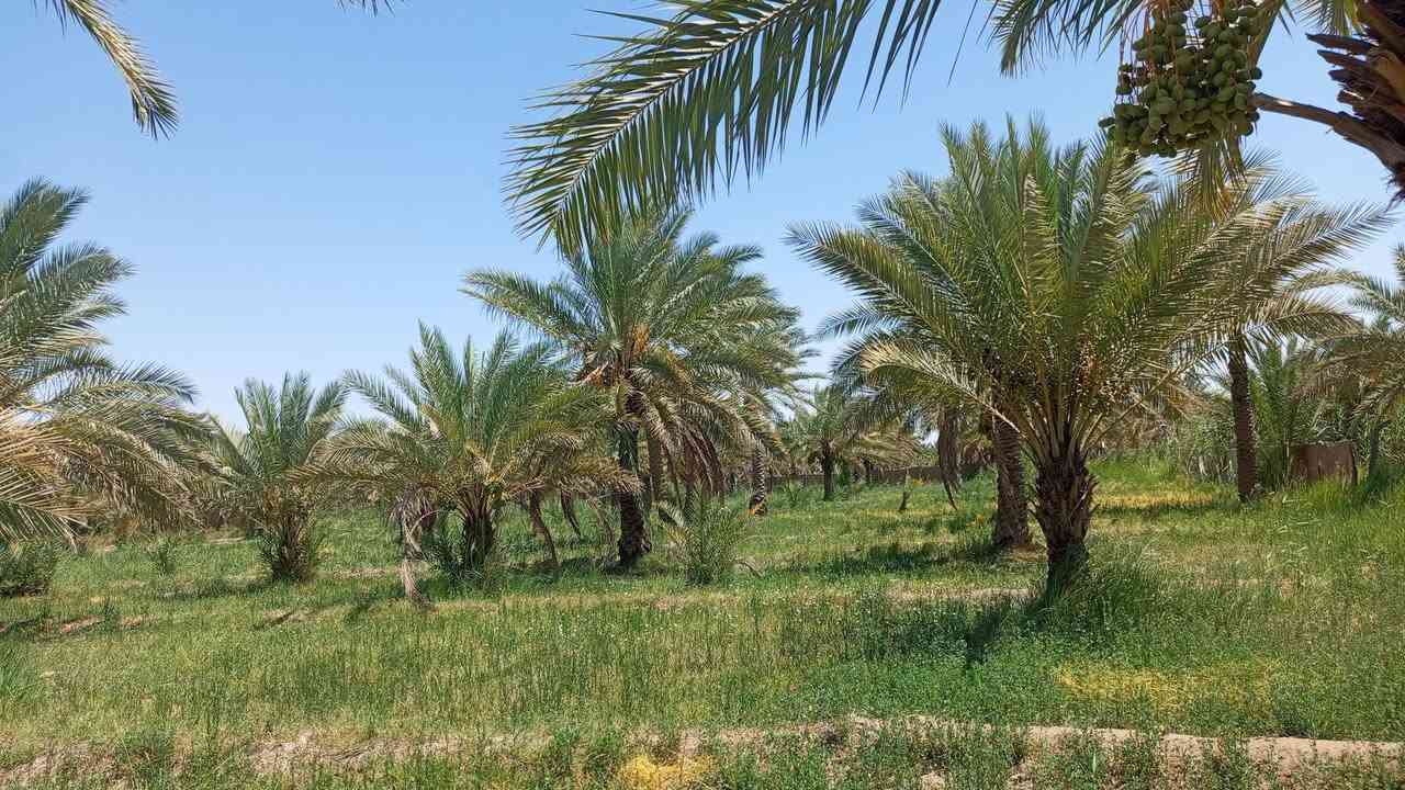 سلام عليكم// دونمين// ألبيع بكربلاء قرب إلمام عون السعر الدونم/40/وبيهن مجال//***********
