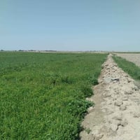 أرض زراعية • طابو سند ٢٥ • ٨ دونم