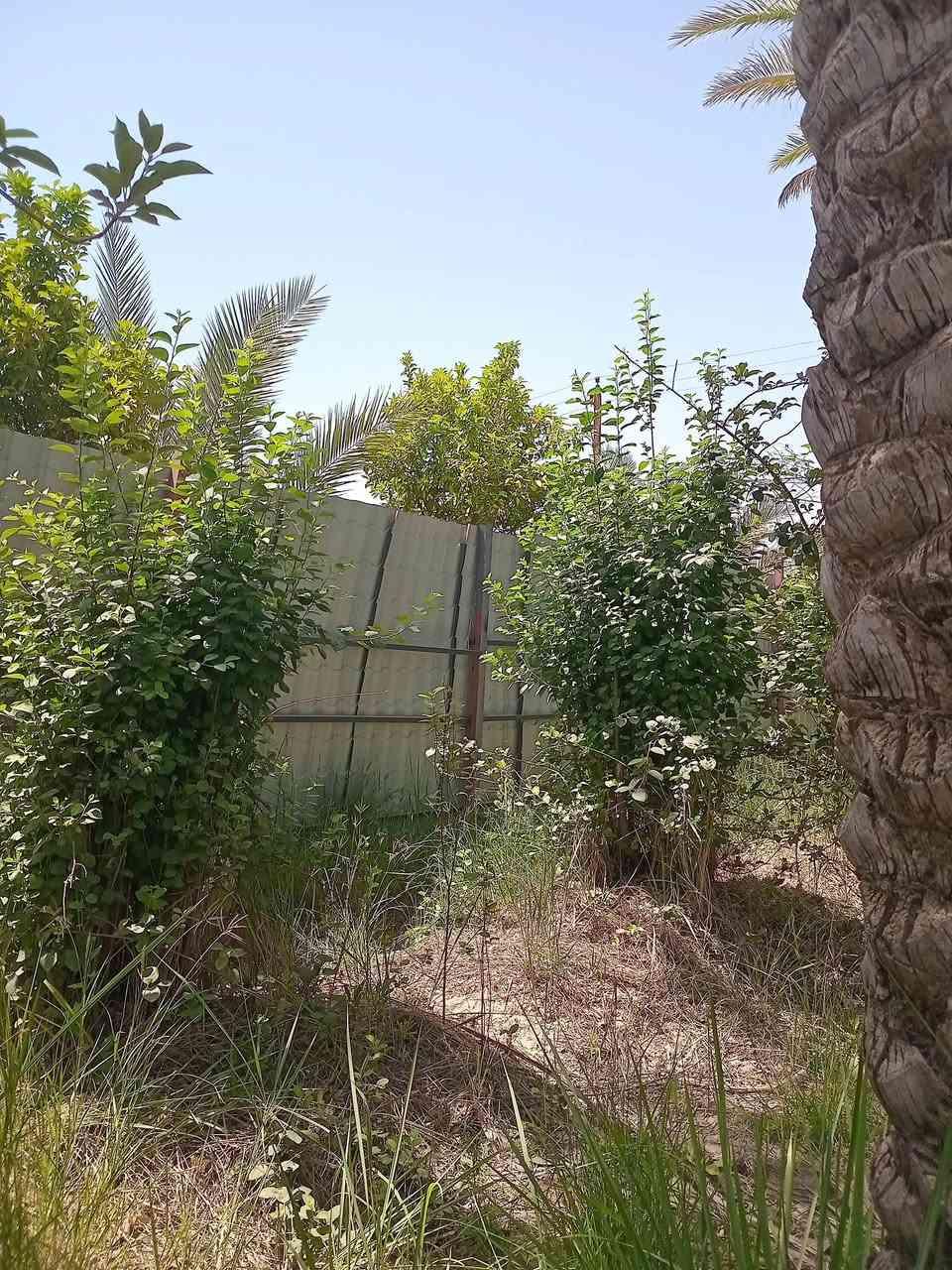 تقسيم حسب الطلب كل قطعه 500 أو أكثر لل2500 متر سعر القطعه 22 مليون
 وبيها مجال بسيط كامل خدمات طابو زراعي سند 25 
وأيضا متوفره 920م طابو زراعي سند 25 اسهم وجه 23 م مغروسه حوالي 20 نخله برحي  سعرها 45 مليون 
وأيضا 750 ع الشارع الرئيسي سعرها 57 
***********
***********
