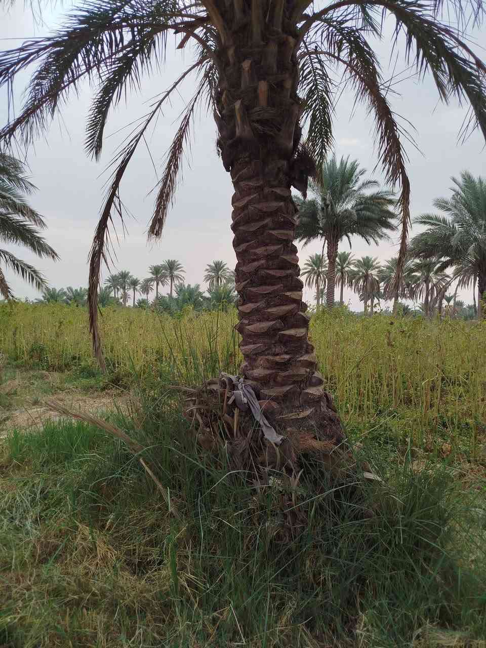 نخل امايات • ٣م-٤م • حدائق