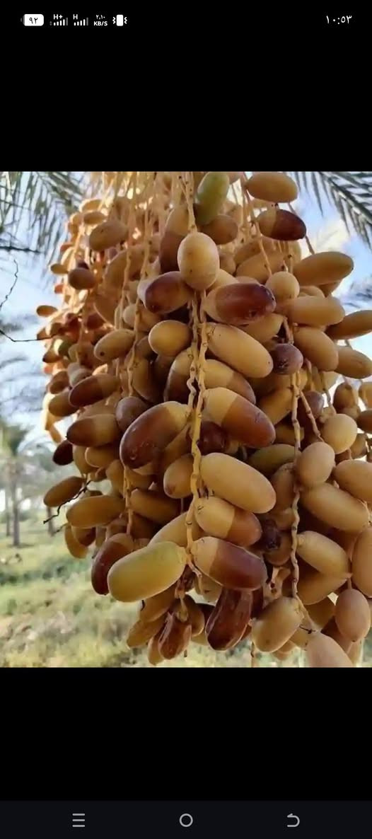 فسائل • شويثي أصفر • ناصريه مركز