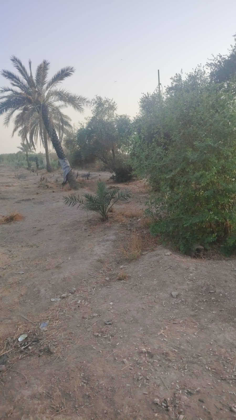 يا الله سلام عليكم يتوفر عندي دونم طابو ملك صرف عنوان لزعفرانيه عله فرع لنهر دجله خدمات كامله يصلح سكن يصلح مزرعه
